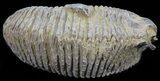 Cretaceous Fossil Oyster (Rastellum) - Madagascar #54481-1